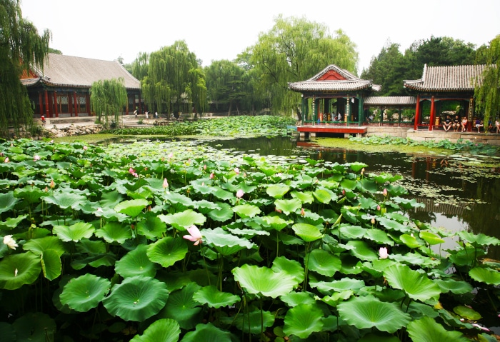 Lotusteich im Sommerpalast Peking